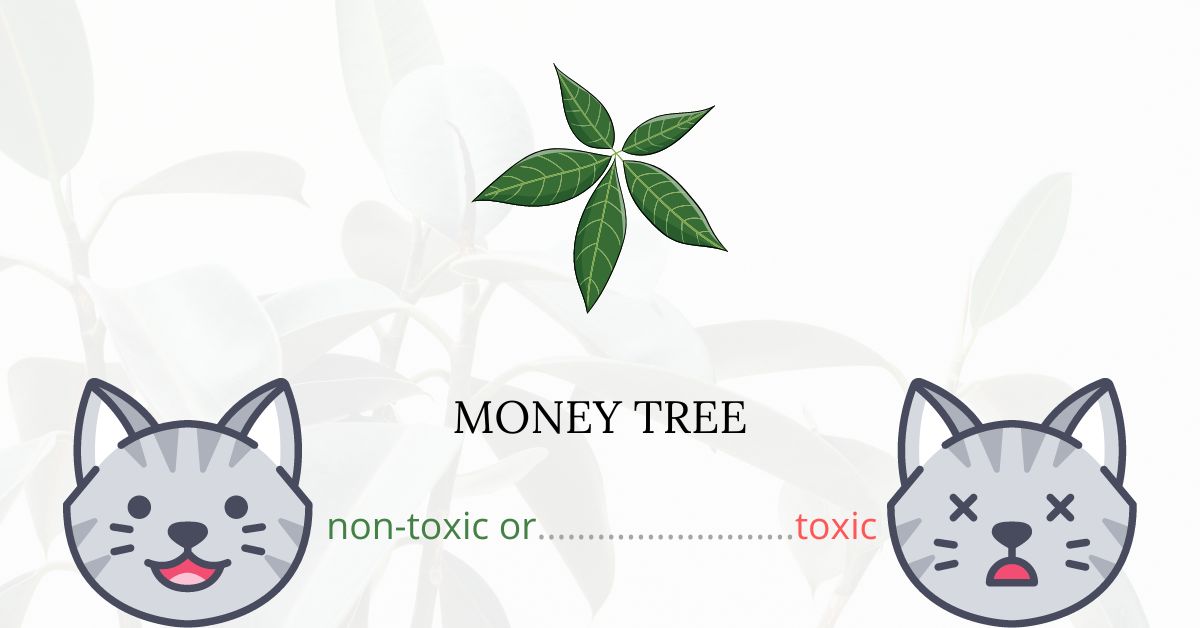 Are Money Trees Toxic For Cats?