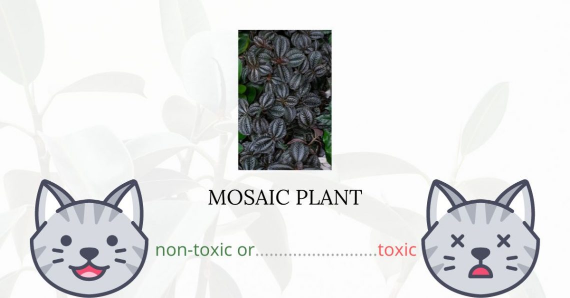 Is Mosaic Plant Toxic For Cats