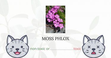 Is Moss Phlox Toxic For Cats