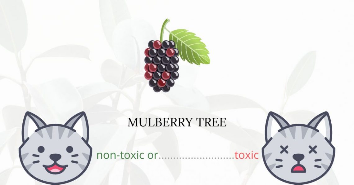 Is Mulberry Tree Toxic For Cats
