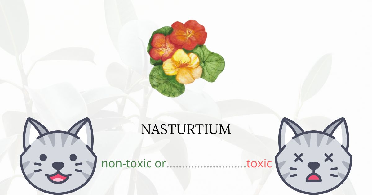 Is Nasturtium or Nose Twister Toxic For Cats? Plants'n'Cats