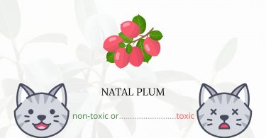 Is Natal Plum Toxic For Cats