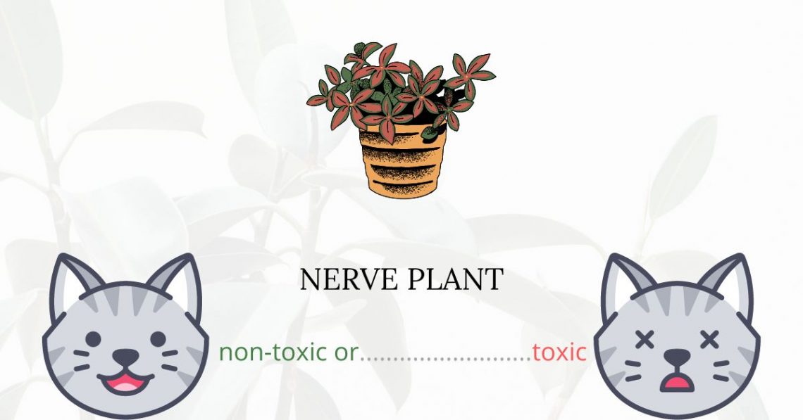 Is Nerve Plant Toxic For Cats