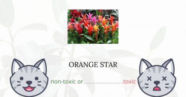 Is Orange Star Toxic For Cats