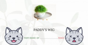 Is Paddy’s Wig Toxic For Cats