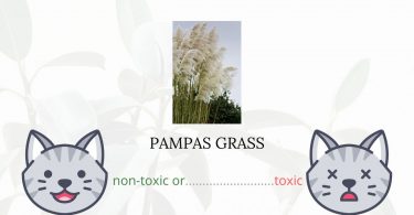 Is Pampas Grass Toxic For Cats