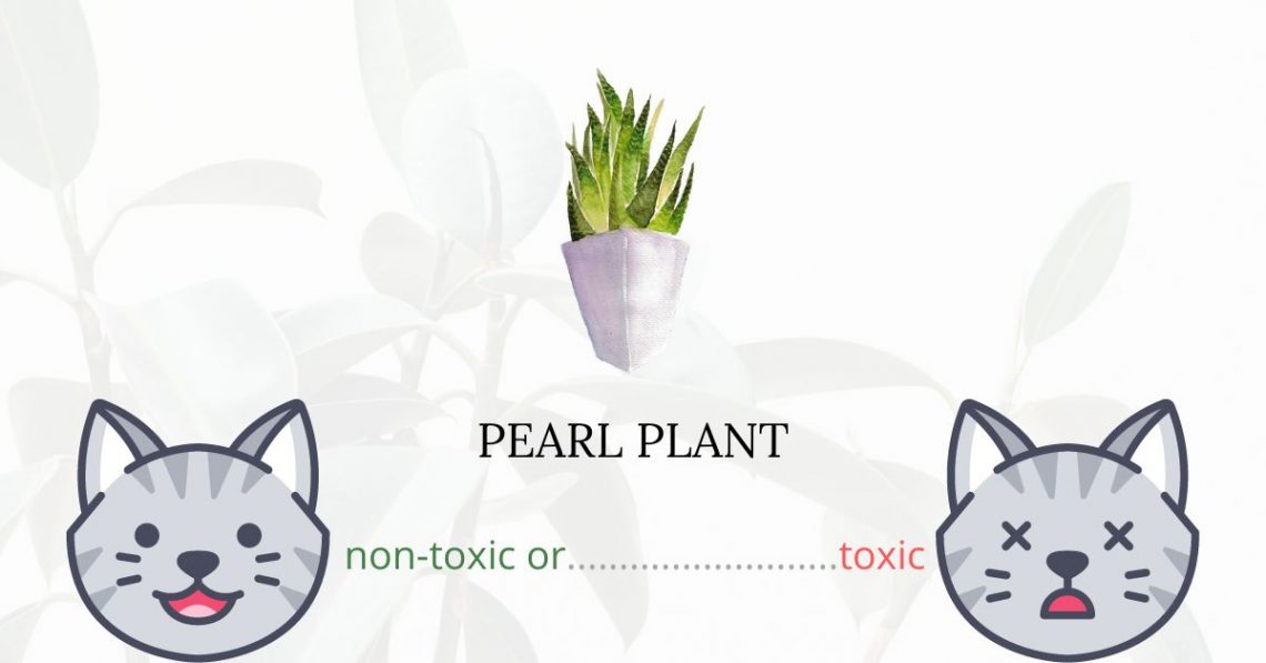 Is Pearl Plant Toxic For Cats