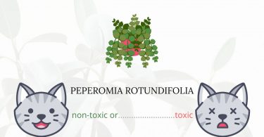 Is Peperomia Rotundifolia Toxic For Cats