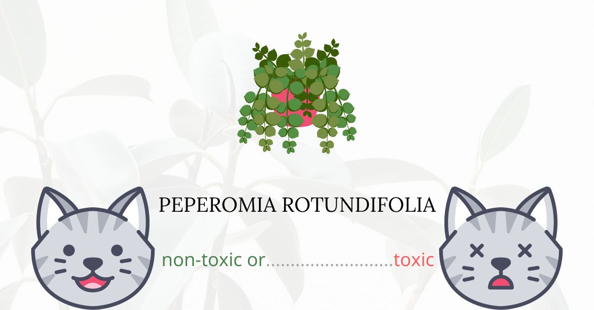 Is Peperomia Rotundifolia Toxic For Cats?