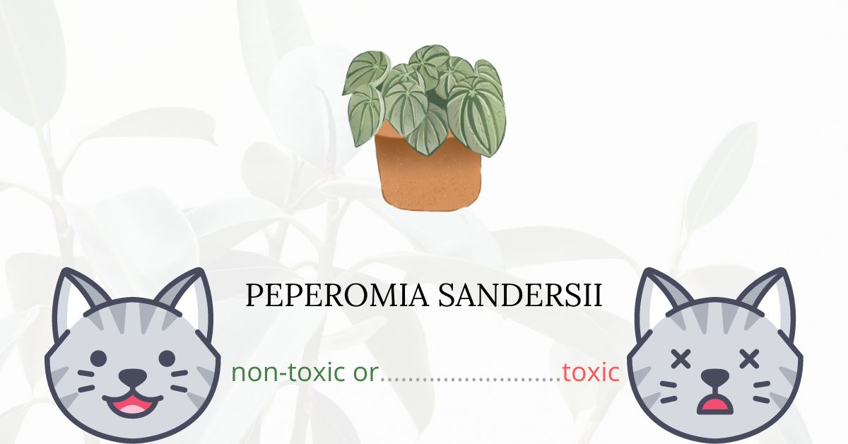 Is Peperomia Sandersii or Watermelon Peperomia Toxic For Cats? Plants