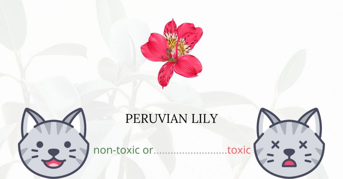 Is Peruvian Lily or Lily of the Incas Toxic For Cats?