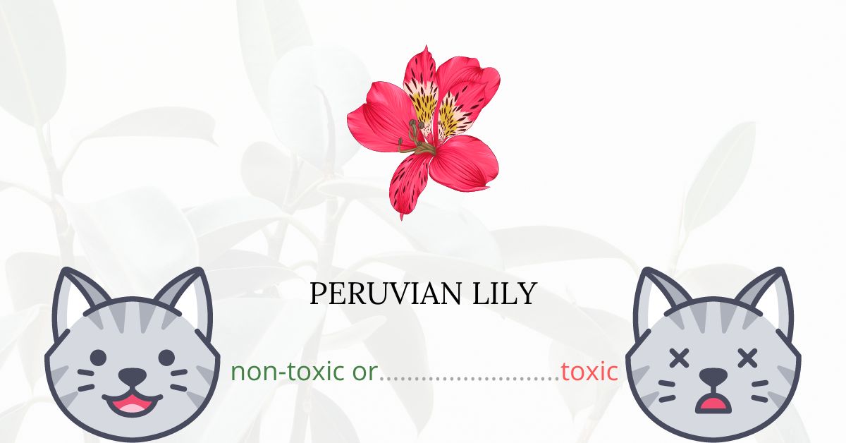 Are Peruvian Lilies or Lily of the Incas Toxic For Cats?
