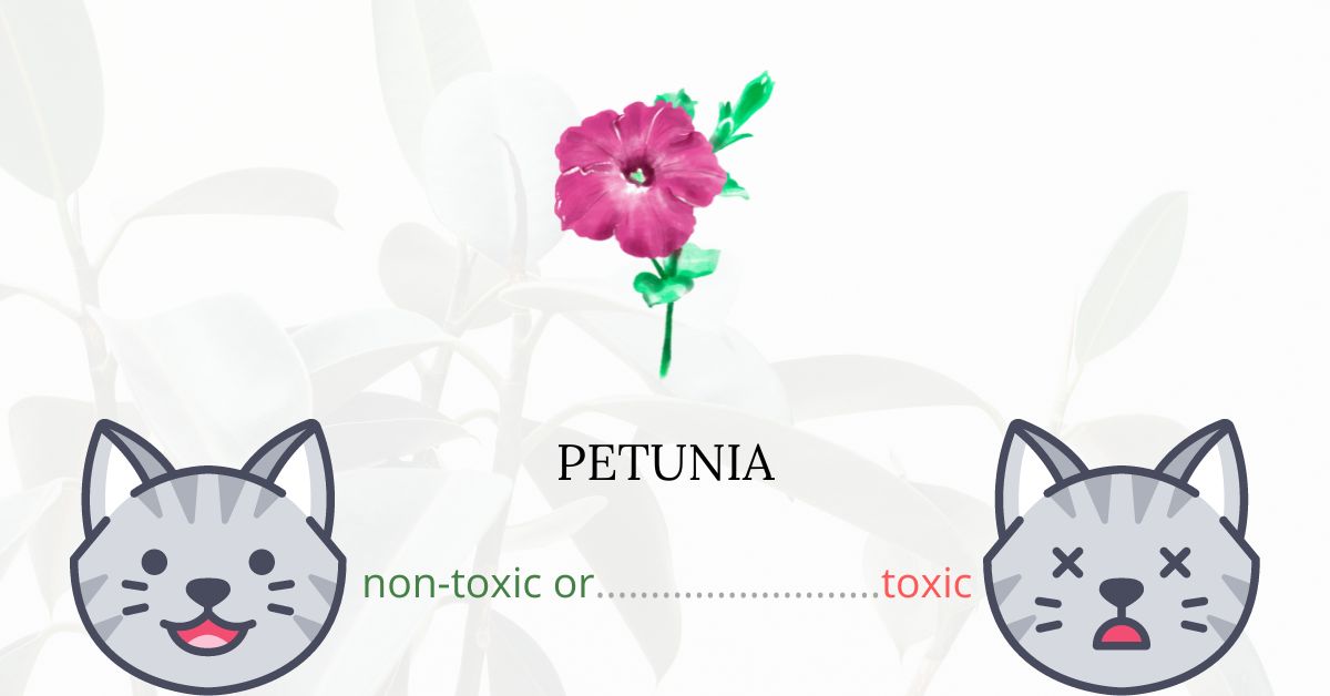 Are Petunias Toxic For Cats?