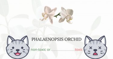 Is Phalaenopsis Orchid or Moth Orchid Toxic For Cats