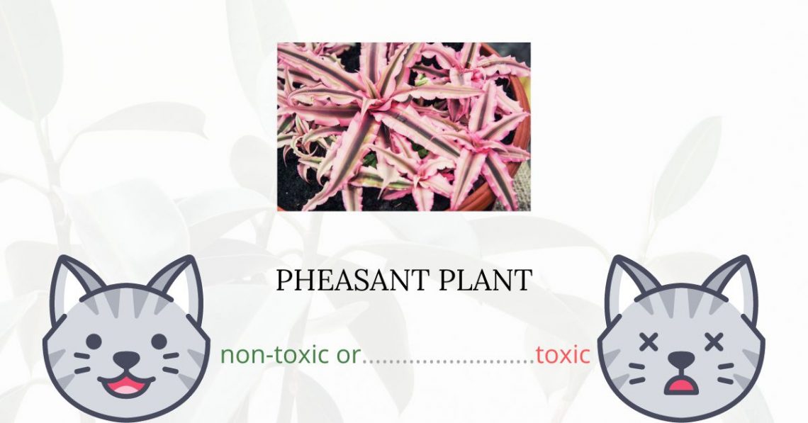 Is Pheasant Plant or Zebra Plant Toxic For Cats