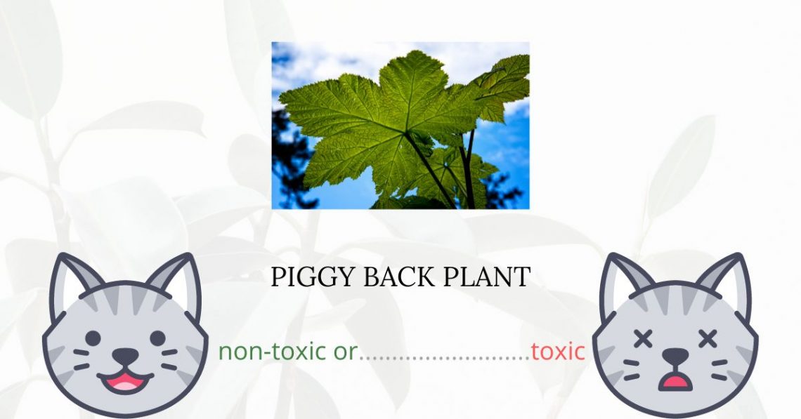 Is Piggy Back Plant Toxic For Cats