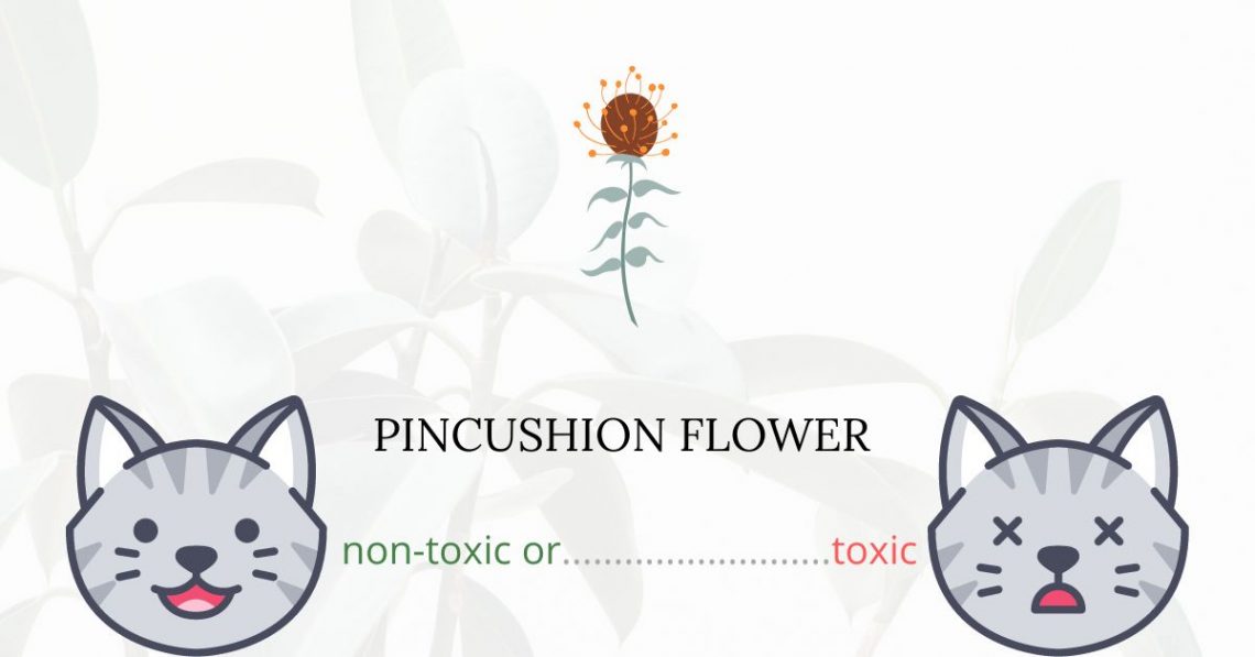 Is Pincushion Flower Toxic For Cats
