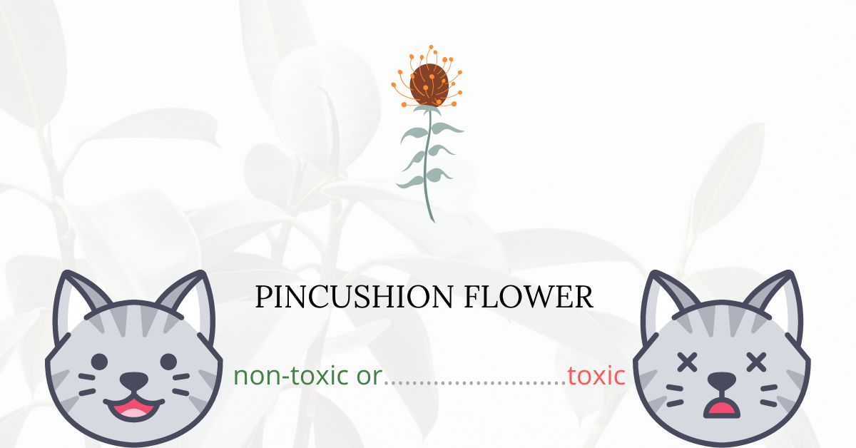 Is Pincushion Flower Toxic For Cats?