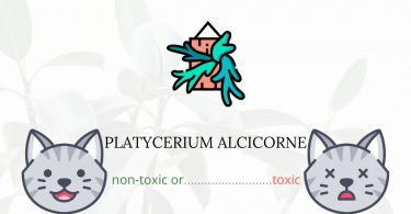 Is Platycerium Alcicorne or Staghorn Fern Toxic For Cats