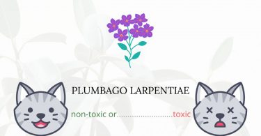 Is Plumbago Larpentiae Toxic For Cats