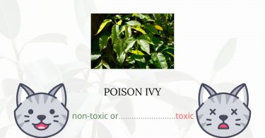 Is Poison Ivy Toxic For Cats?