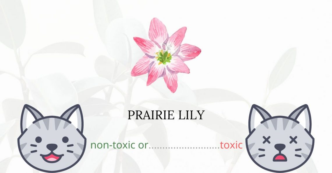 Is Prairie Lily Toxic For Cats?