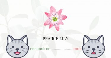 Is Prairie Lily Toxic For Cats?