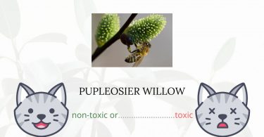 Is Pupleosier Willow Toxic For Cats
