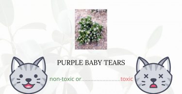 Is Purple Baby Tears Toxic For Cats