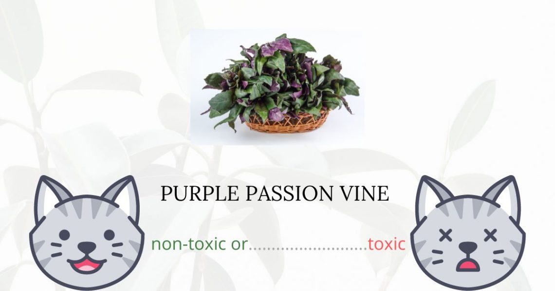 Is Purple Passion Vine Toxic For Cats