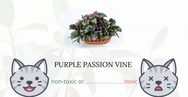 Is Purple Passion Vine Toxic For Cats