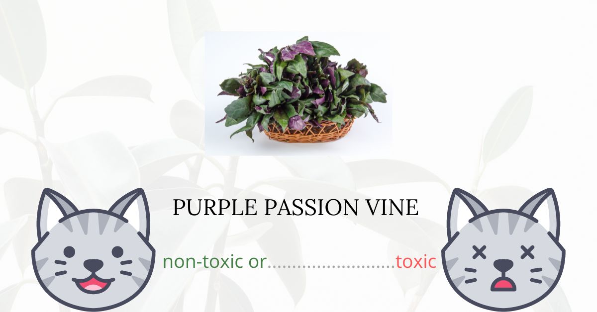 Is Purple Passion Vine Toxic For Cats?