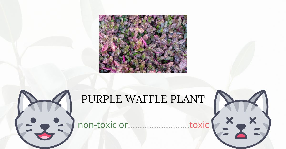 Is Purple Waffle Plant Toxic For Cats? Plants'n'Cats