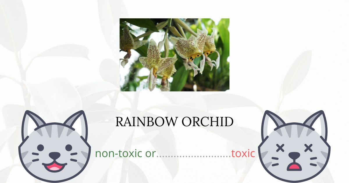 Are Rainbow Orchids Toxic For Cats?
