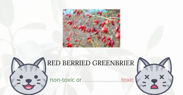 Is Red-Berried Greenbrier or Coral Greenbrier Toxic For Cats