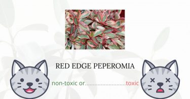 Is Red Edge Peperomia Toxic For Cats