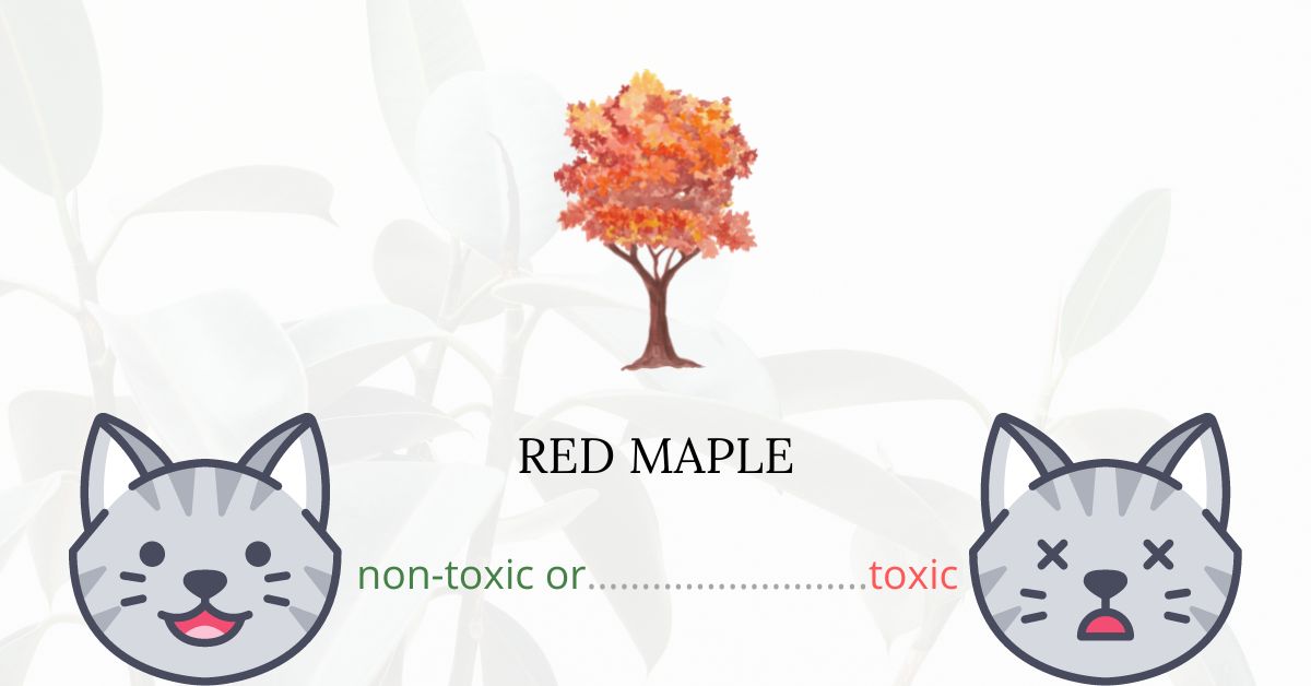 Is Red Maple Toxic For Cats?