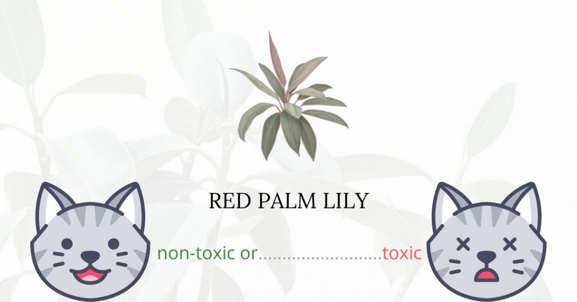 Is Red Palm Lily Toxic For Cats