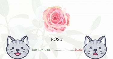 Is Rose Toxic For Cats