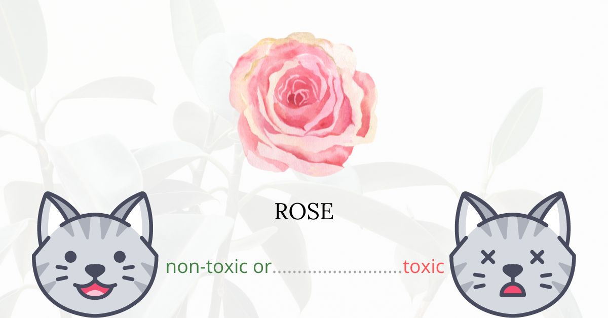 Are Roses Toxic For Cats?