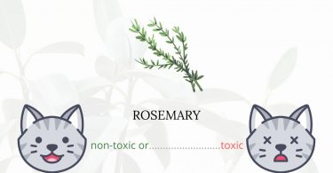 Is Rosemary Toxic For Cats