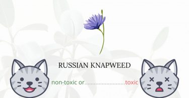 Is Russian Knapweed Toxic For Cats