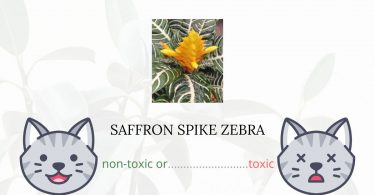 Is Saffron Spike Zebra Toxic For Cats