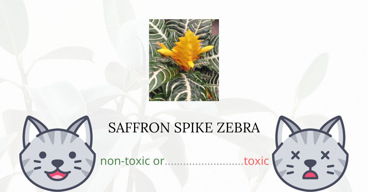 is-saffron-spike-zebra-toxic-for-cats-plants-n-cats