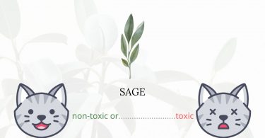 Is Sage Toxic For Cats?