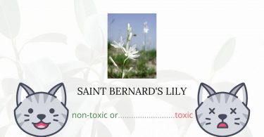 Is Saint Bernard's Lily Toxic For Cats