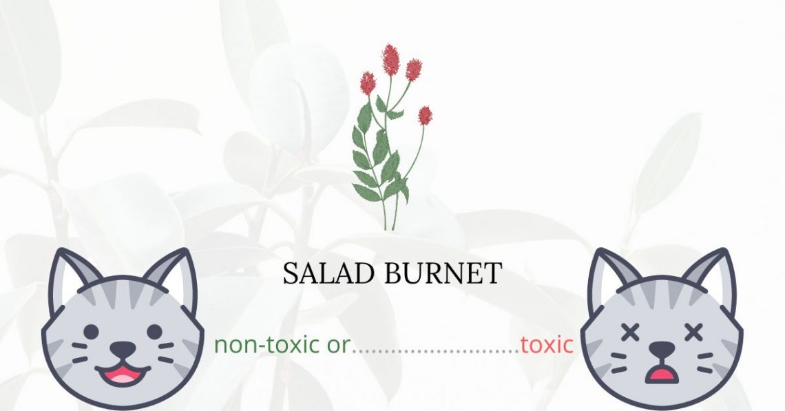 Is Salad Burnet Toxic For Cats