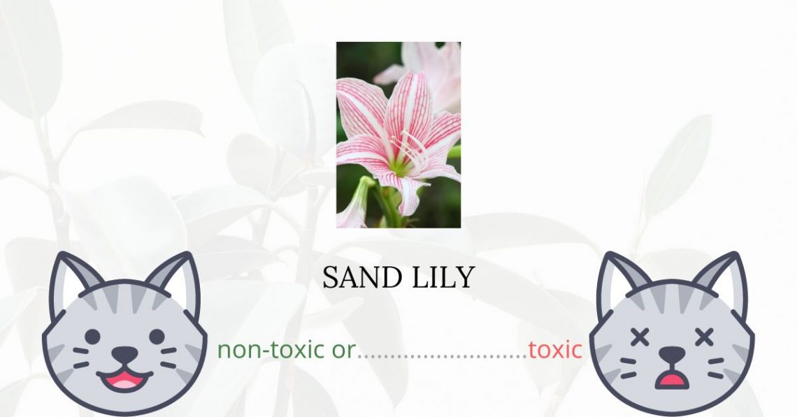 Is Sand Lily Toxic For Cats