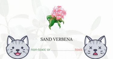 Is Sand Verbena Toxic For Cats