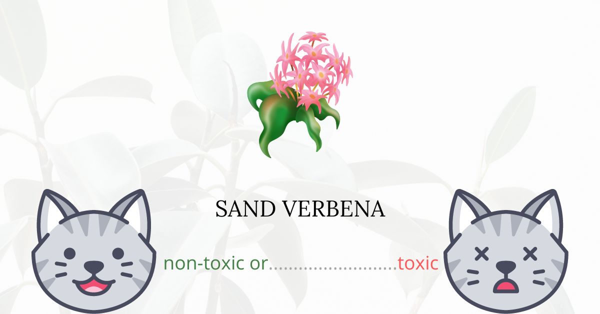 is-sand-verbena-toxic-for-cats-is-it-safe-for-them